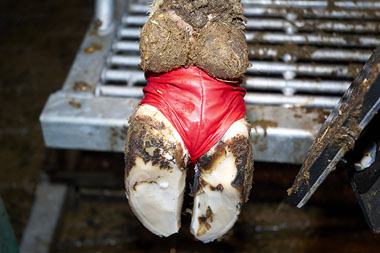 Photo showing XL bovivet hoof bandage